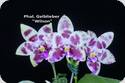 Phal. Gelblieber